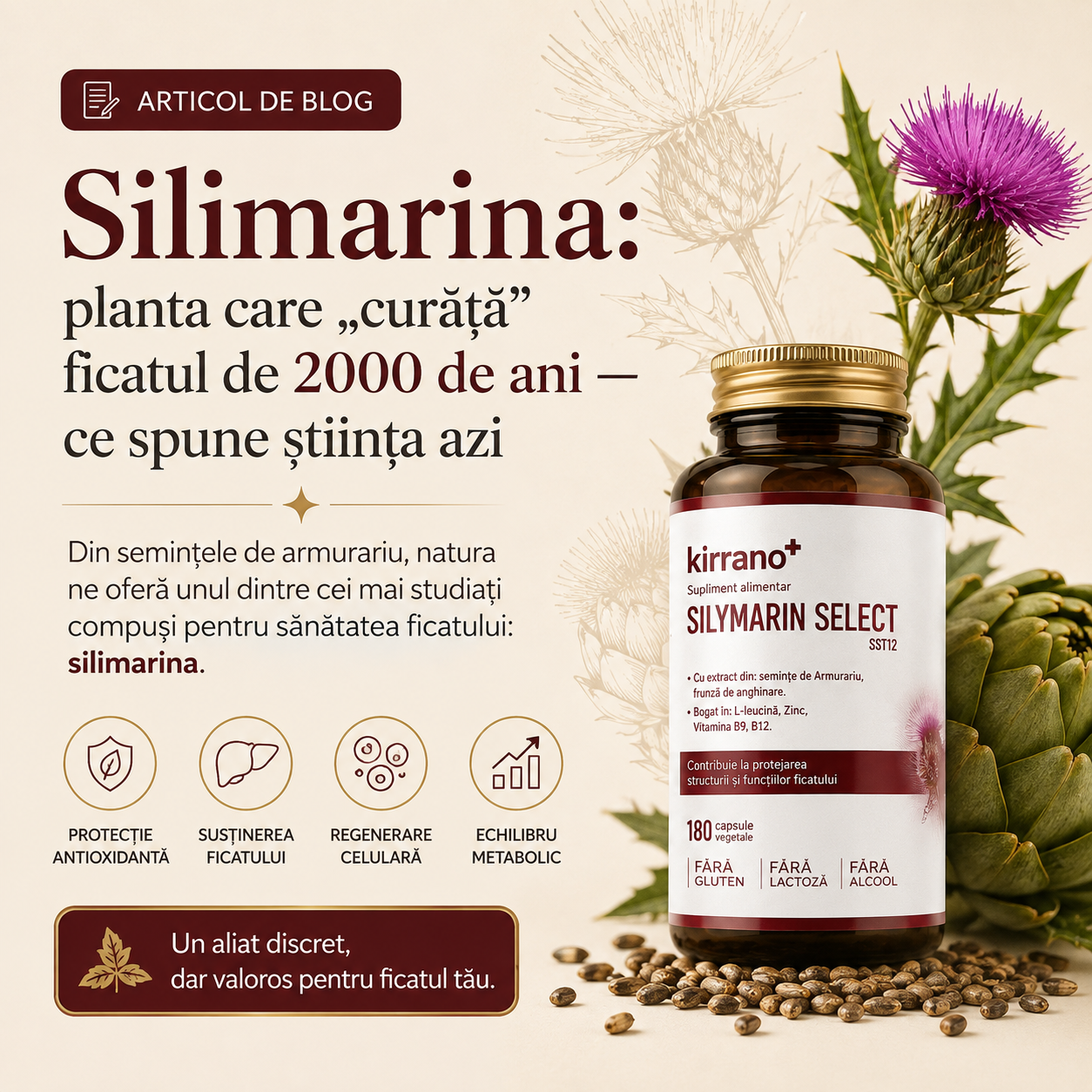 Silimarina: planta care „curăță" ficatul de 2000 de ani. Ce spune știința astăzi?