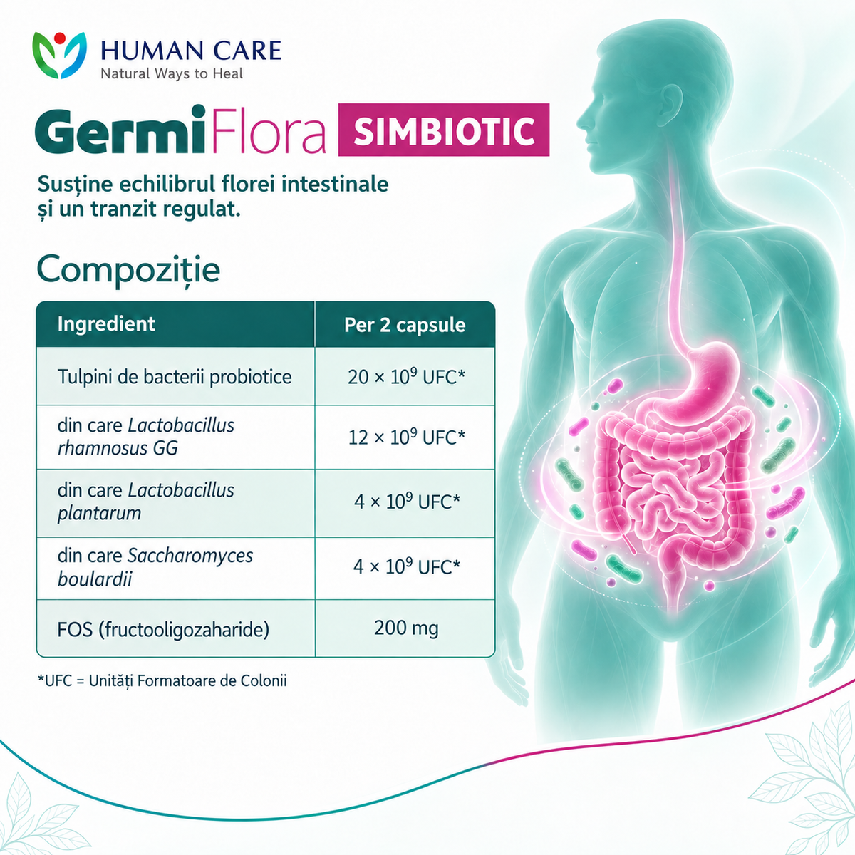 Supliment Alimentar Prebiotic + Probiotic GermiFlora Adulti, 10 Miliarde CFU, Sustine Echilibrul Florei Intestinale după Antibiotice